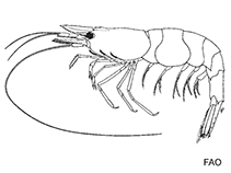 Image of Syncaris pasadenae (Pasadena shrimp)