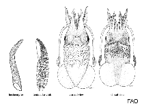 Image of Australiteuthis aldrichi 