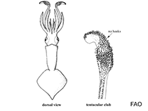 Image of Slosarczykovia circumantarctica 