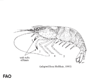 Image of Caridina weberi (Pugnose Caridina)