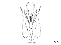 Image of Chiroteuthis imperator 