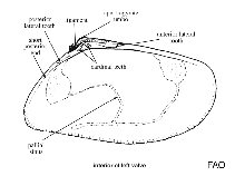 Image of Donax ticaonicus 