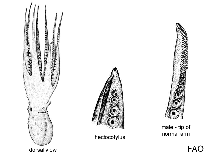 Image of Eledone massyae (Combed octopus)