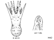 Image of Eledone palari (Spongetip octopus)