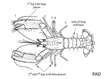 Image of Enoplometopus pictus 