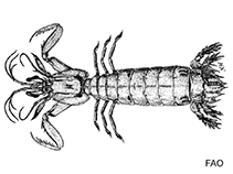 Image of Manningia andamanensis 