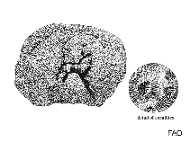 Image of Leptastrea bewickensis (Bewick\