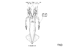 Image of Gonatus oregonensis (Oregon armhook squid)