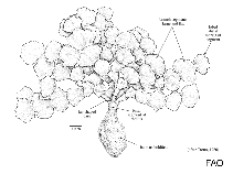 Image of Halimeda micronesica 