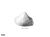 Image of Hemidonax donaciformis (Common hemidonax)