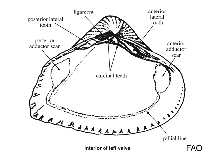 Image of Hemidonax media 