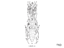 Image of Histioteuthis miranda 