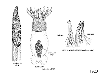 Image of Idiosepius thailandicus 