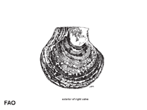 Image of Isognomon ephippium (Saddle tree oyster)