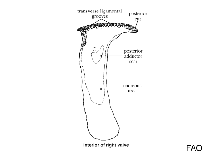 Image of Isognomon legumen (Pod tree oyster)