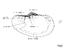 Image of Laternula subrostrata 