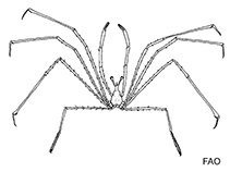 Image of Latreillia metanesa 