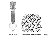 Image of Tetronychoteuthis dussumieri (Star scaled squid)