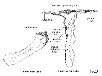 Image of Malleus candeanus (Caribbean hammer-oyster)