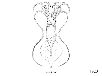 Image of Mastigoteuthis inermis 