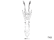 Image of Nototeuthis dimegacotyle 