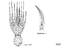 Image of Octopus conispadiceus (Chestnut octopus)