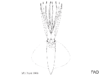 Image of Octopoteuthis rugosa (Rough-skin octopus squid)