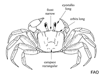 Image of Uca subcylindrica (Laguna madre fiddler)