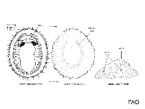 Image of Patella mexicana (Giant mexican limpet)