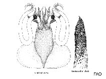 Image of Promachoteuthis sulcus (Nubra pika)