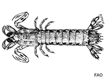 Image of Raoulserenea oxyrhyncha 