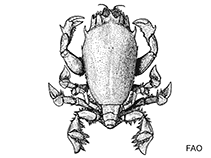 Image of Lyreidus tridentatus 