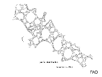 Image of Scytosiphon dotyi 