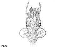 Image of Sepiola atlantica (Atlantic bobtail)