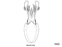 Image of Sepia furcata 