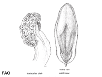 Image of Sepia rozella (Rosecone cuttlefish)