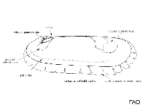 Image of Solemya parkinsoni (Razor mussel)