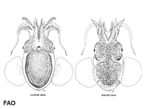 Image of Stoloteuthis leucoptera (Butterfly bob tail)