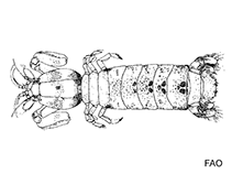 Image of Heterosquilla pentadactyla 