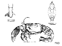 Image of Thalassina spinosa 