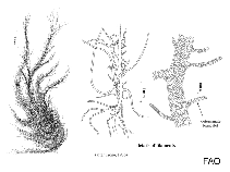 Image of Ulva linza (Flat-tube sea lettuce)