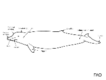 Image of Indopacetus pacificus (Longman\