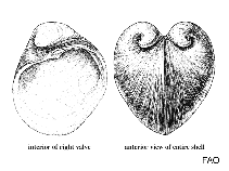 Glossidae