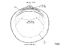 Glycymerididae