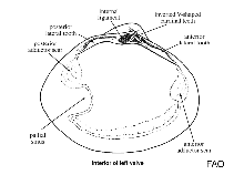 Mactridae