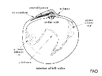 Petricolidae