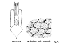 Pholidoteuthidae