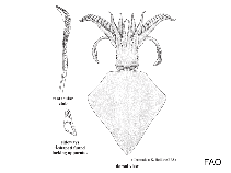 Thysanoteuthidae