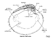 Veneridae