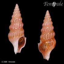 Image of Agladrillia flucticulus 